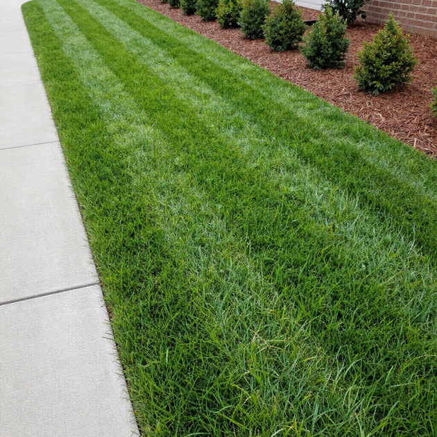 Freshly mowed green lawn beside a sidewalk, with a mulch bed and small shrubs along the edge