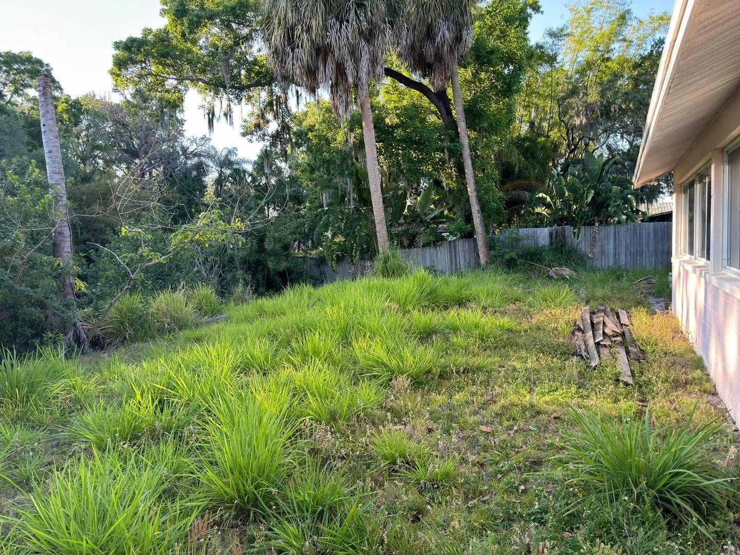 Overgrown backyard beside a house, with trees and dense green grass under bright sunlight.