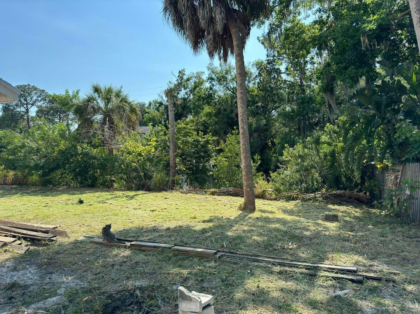 Sunny grassy yard with scattered trees, including a tall palm, and dense greenery in the background
