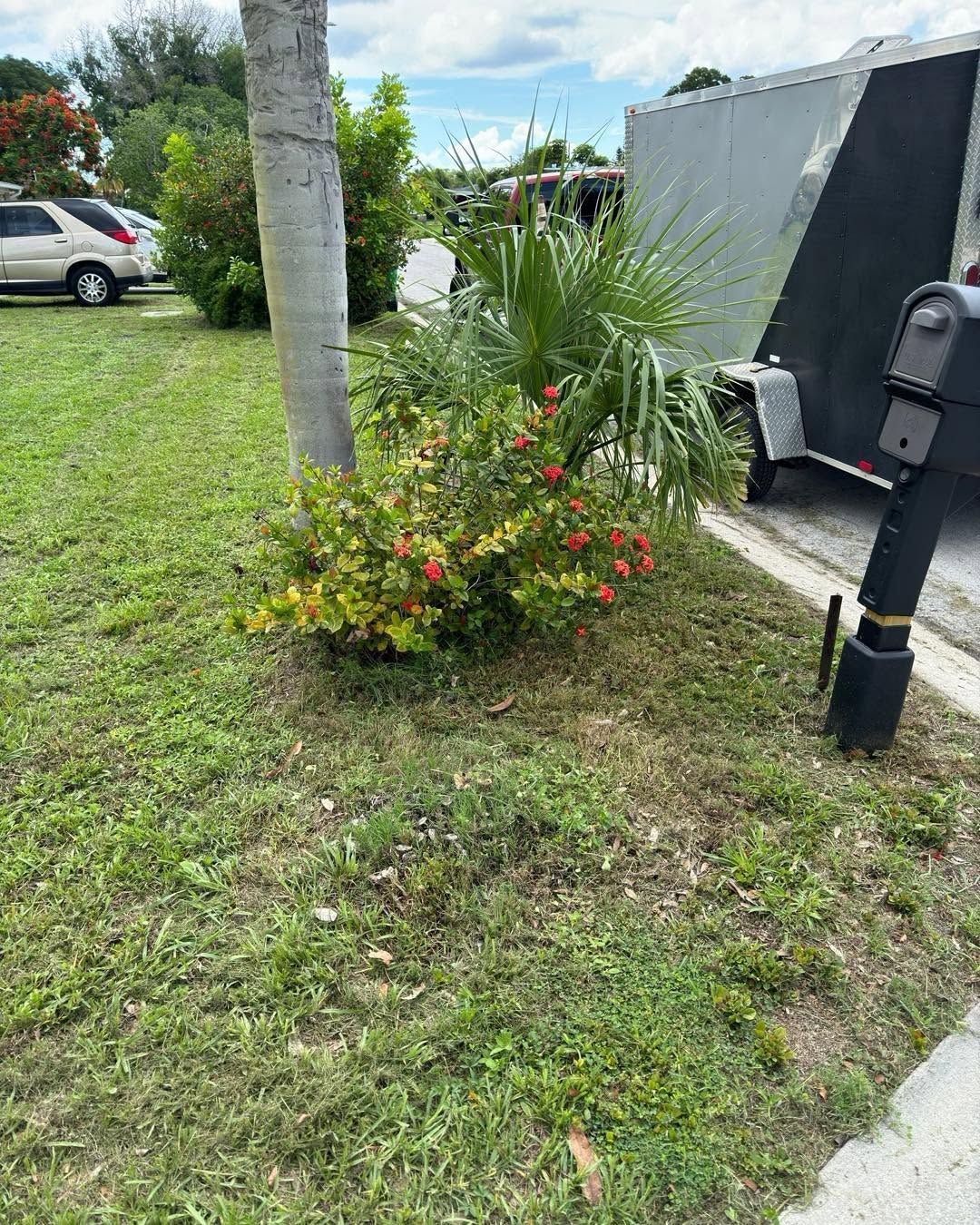 Small flowering bush beside a mailbox and driveway, with a tree and parked car on a grassy lawn.