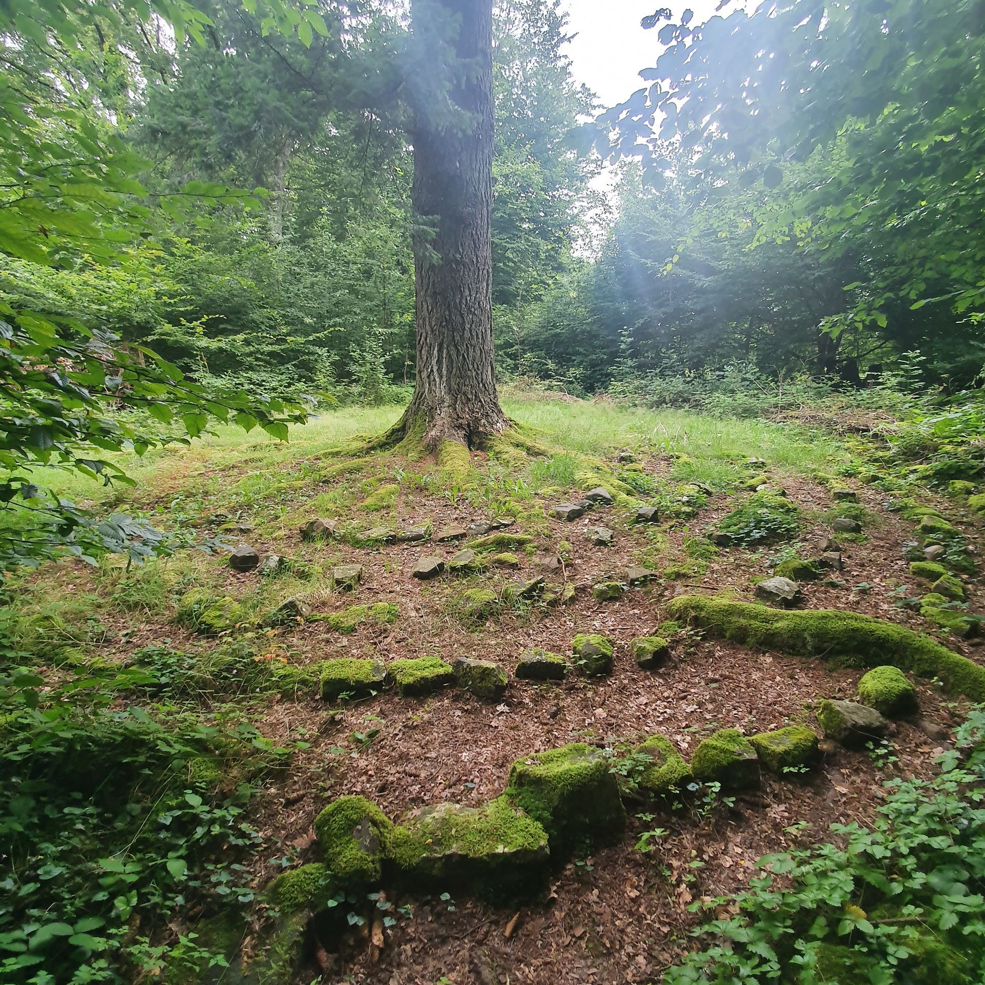 Met mos begroeide stenen trappen kronkelen omhoog langs een beboste heuvel onder een grote boom.