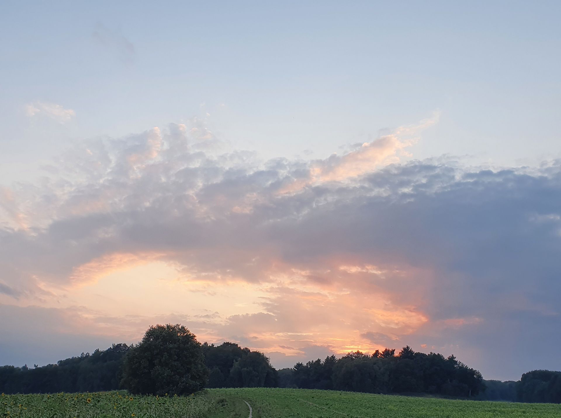 Een zonsondergang over een veld met bomen op de achtergrond