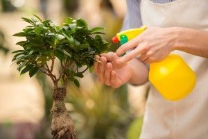 Mejora tu jardín