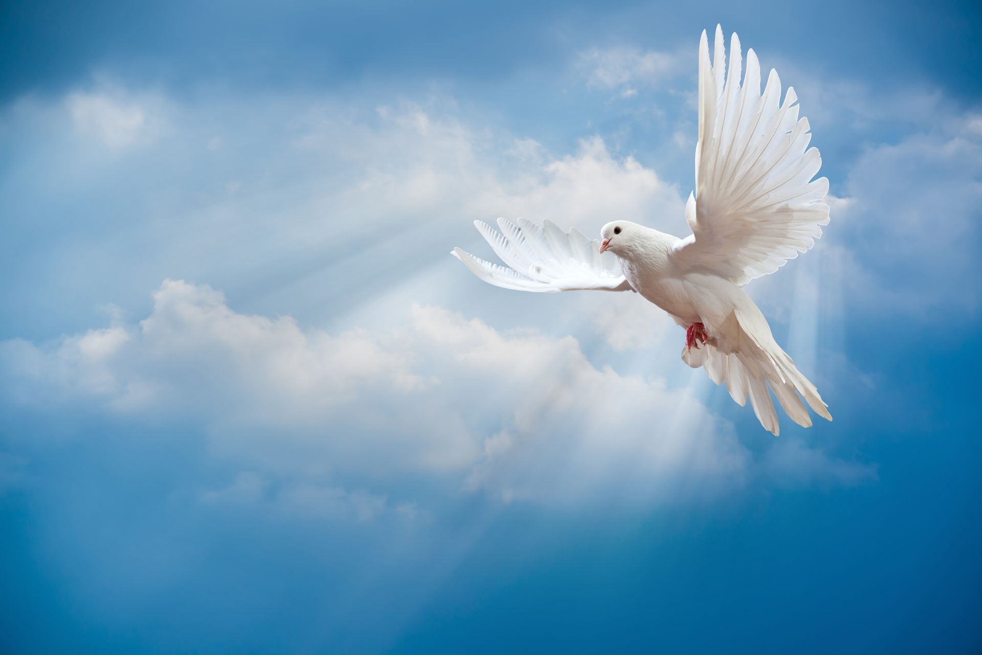 White dove flying against a blue sky with soft clouds
