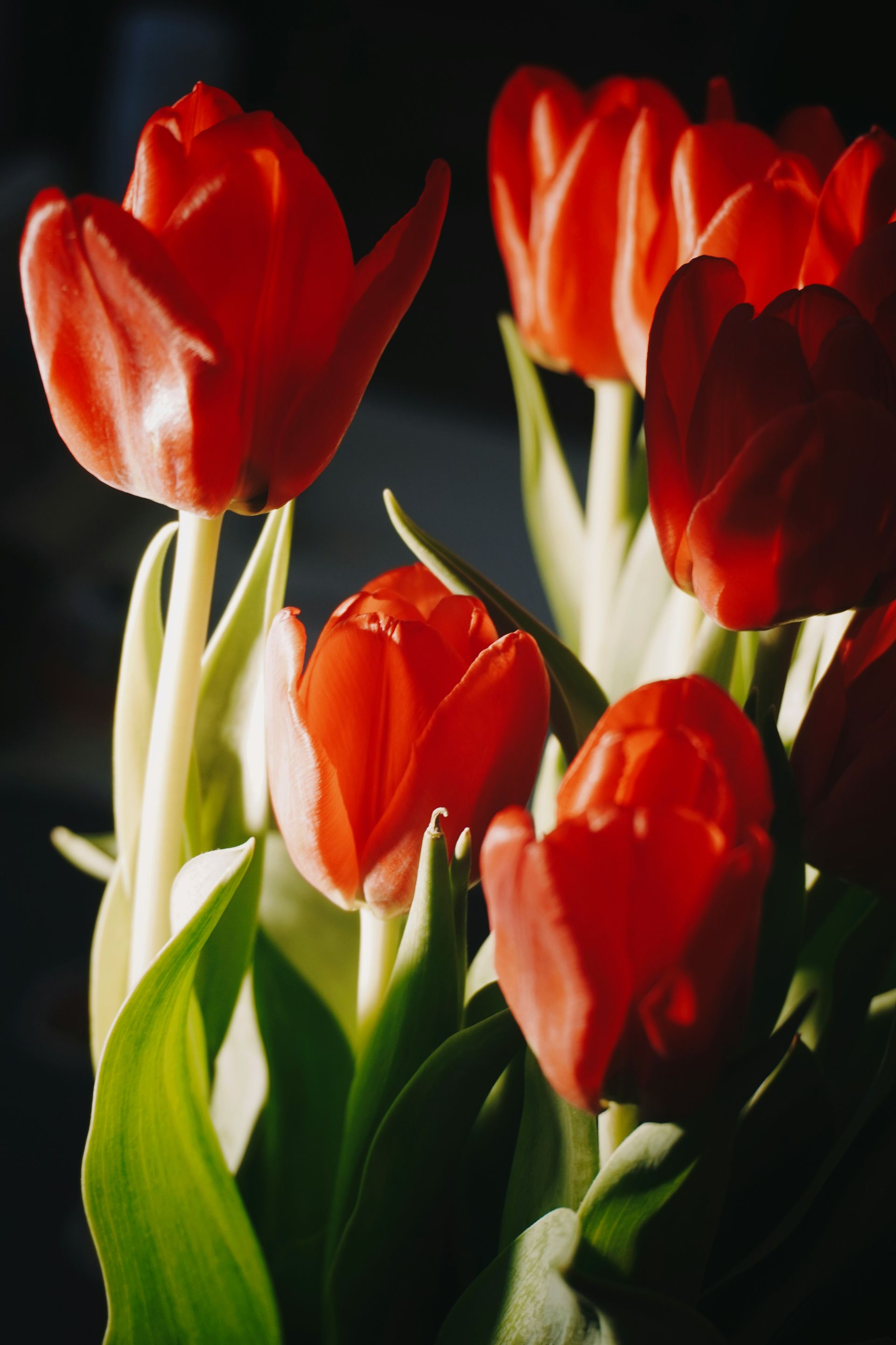 Red and white tulips with green leaves in sunlight
