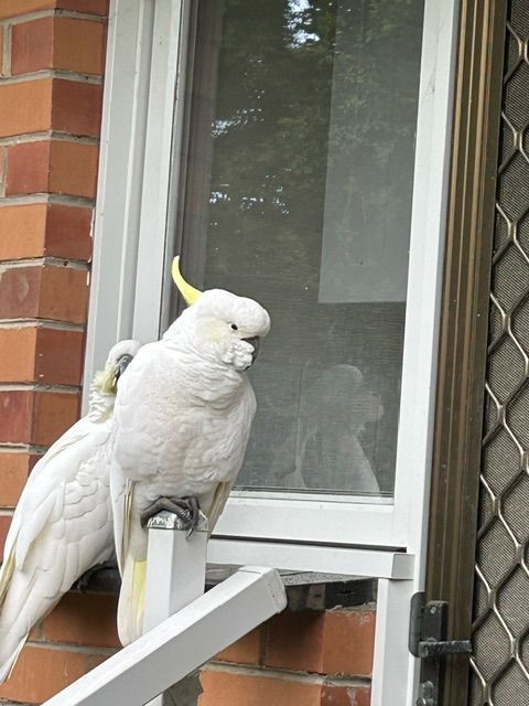 BIRD