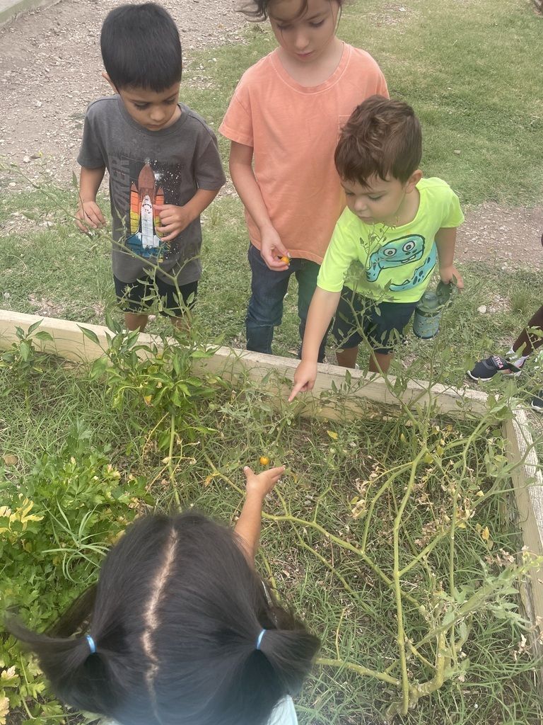 Three children look into a garden bed, pointing at plants and soil.