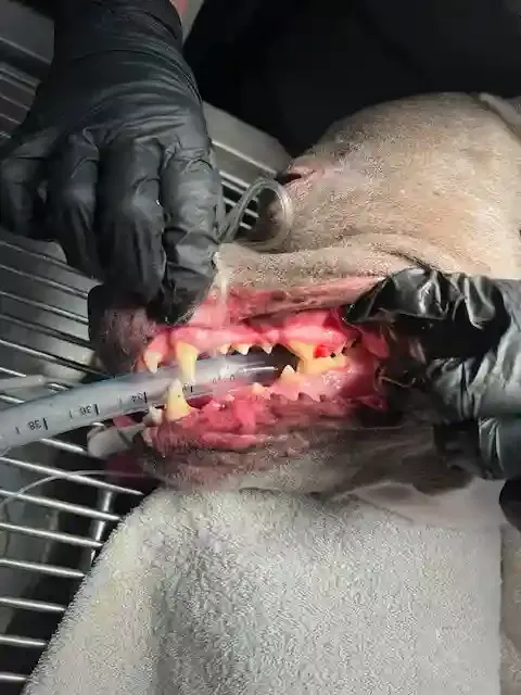Dentistry