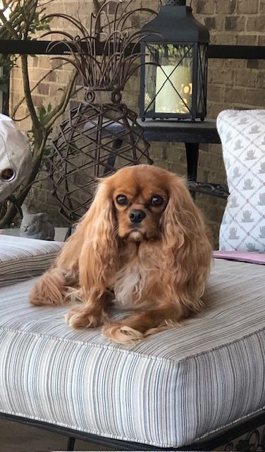 An older dog