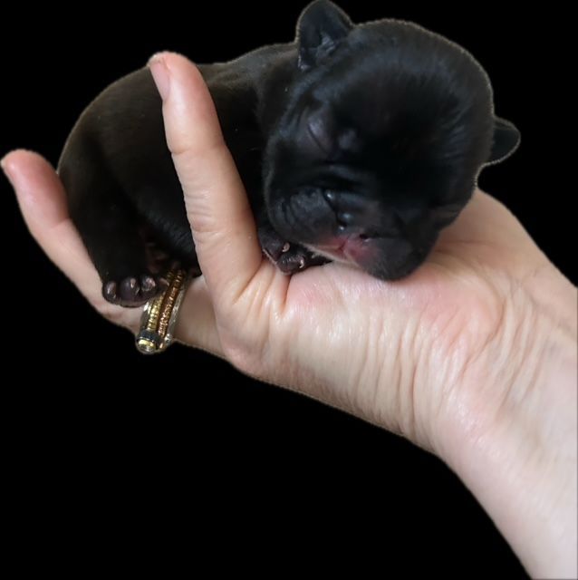 A puppy being held