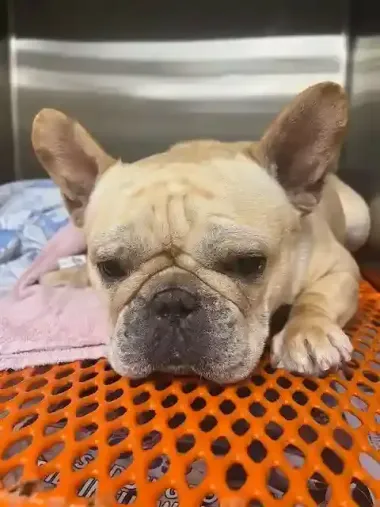 Senior Pet Care