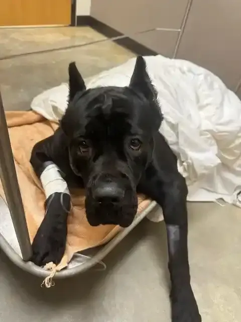 Sick & Injured Pet Care