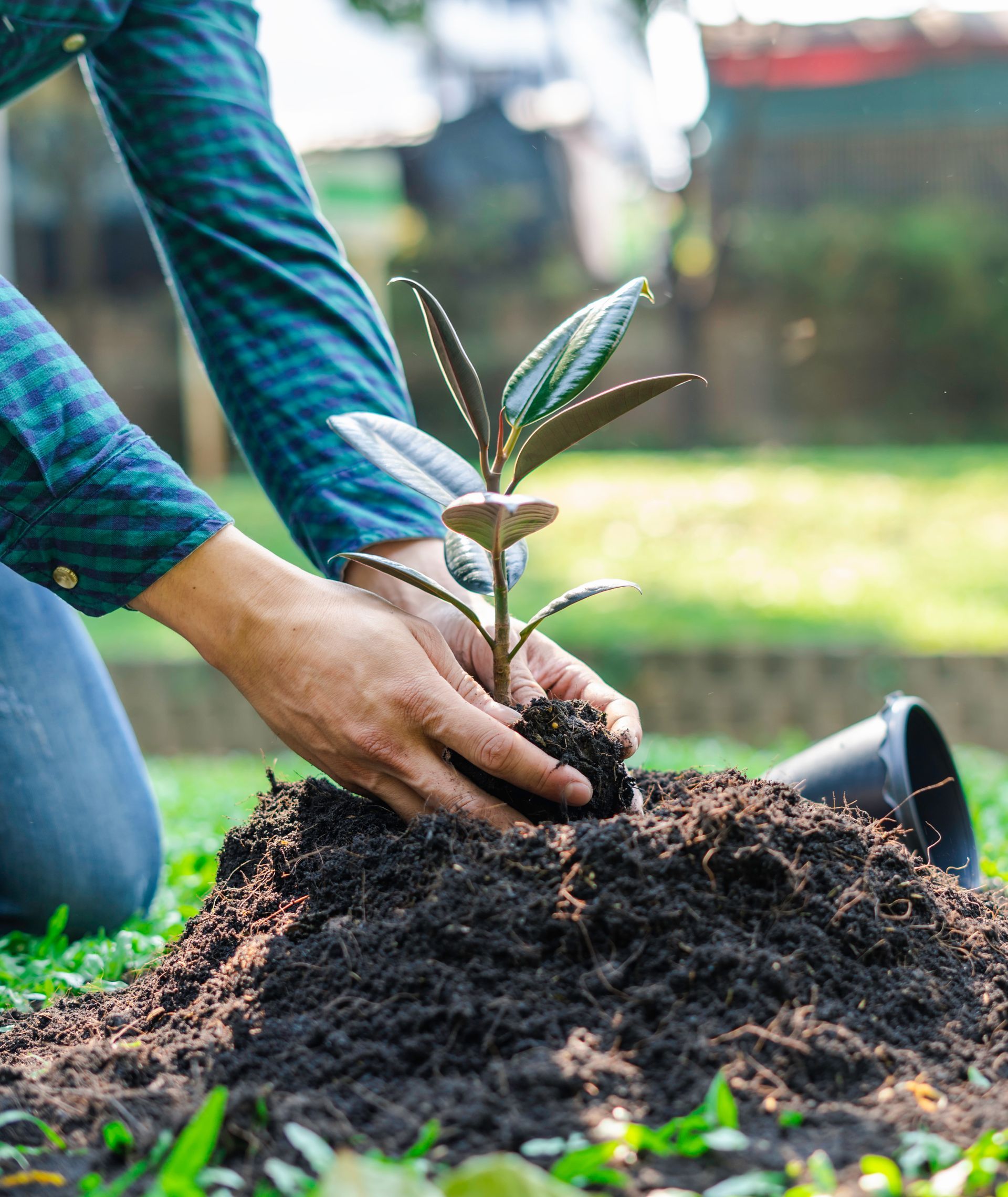 Person planting a small tree in a garden, hands in dark soil. Green, plaid shirt, grassy background.