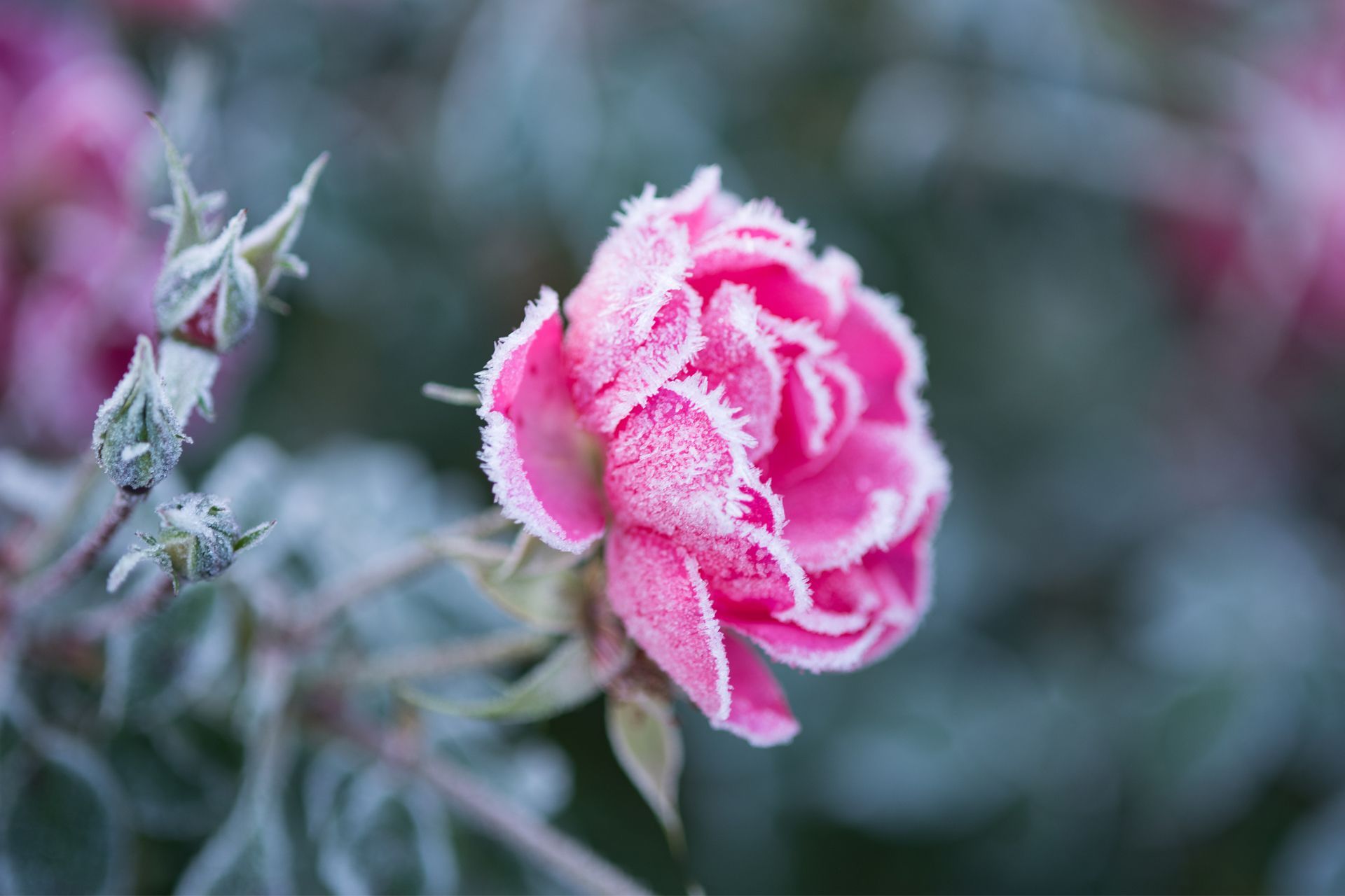 Pink rose covered in frost.