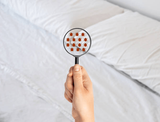 menemukan kutu kasur spring bed