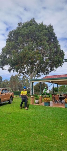 Person mowing a bright green lawn beside a large tree and orange house under a cloudy sky