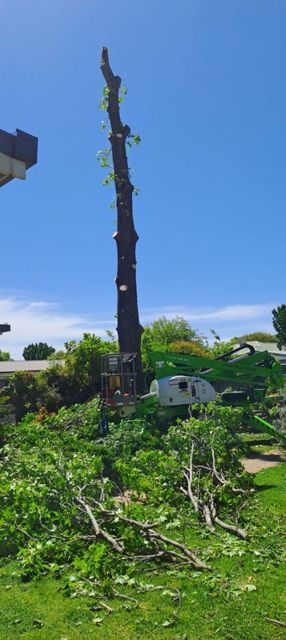 Storm-damaged yard with a tall stripped tree trunk and fallen branches under a bright blue sky
