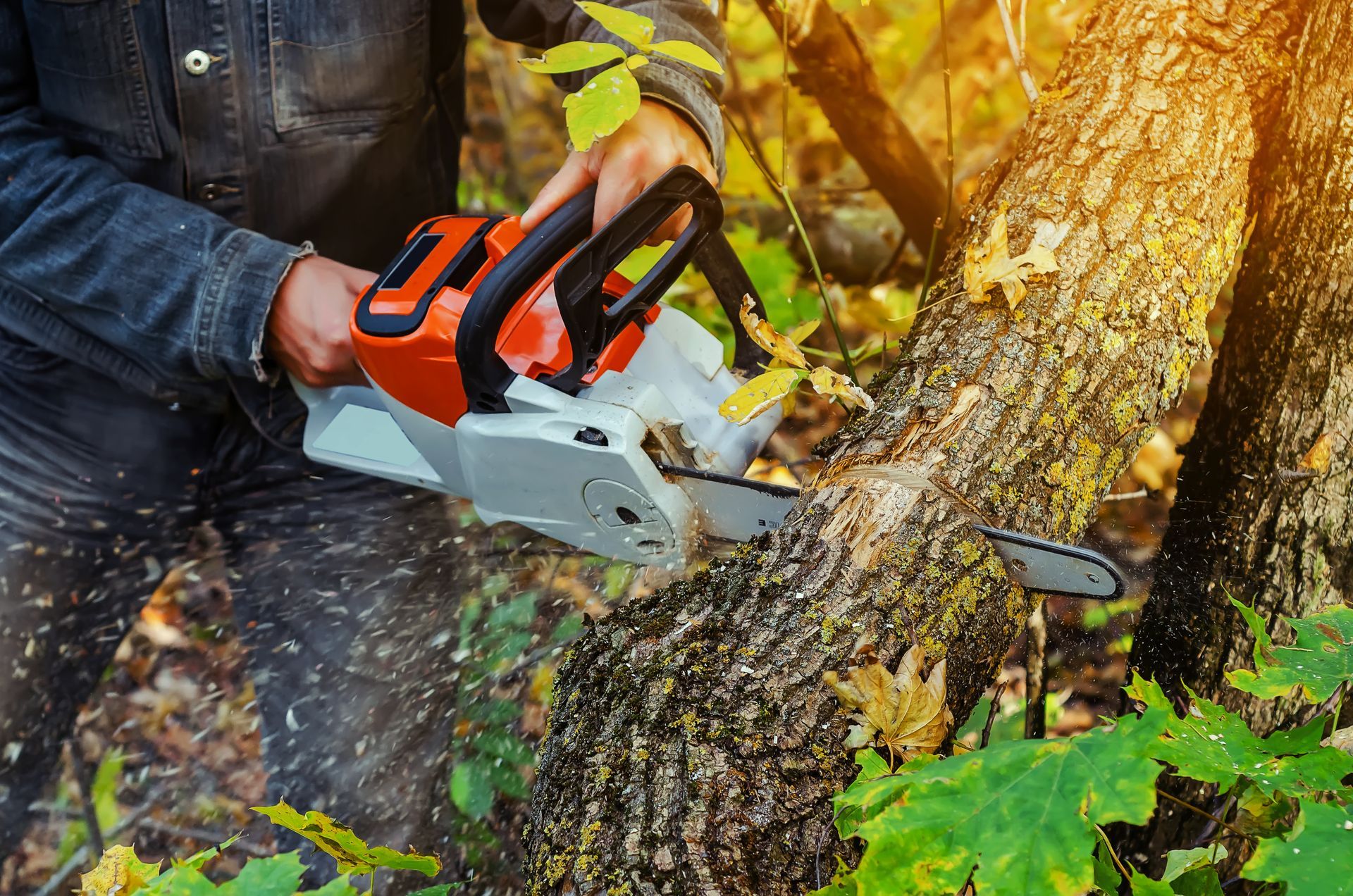 Person cutting a tree trunk with a chainsaw outdoors among leaves and moss Person cutting a tree trunk with a chainsaw outdoors among leaves and moss