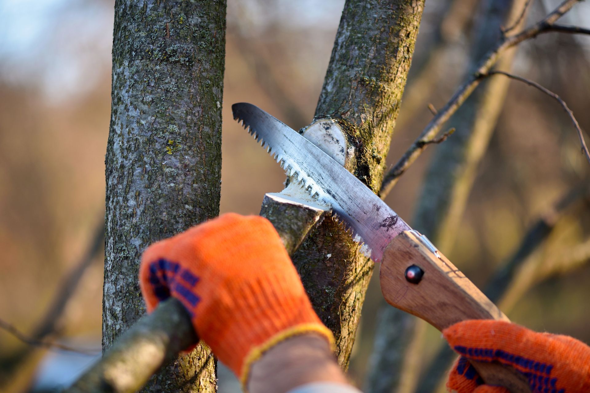 Hands in orange gloves pruning a tree branch with a saw outdoors