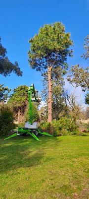 Large tree beside a green lawn with a small white-and-green bench under a bright blue sky