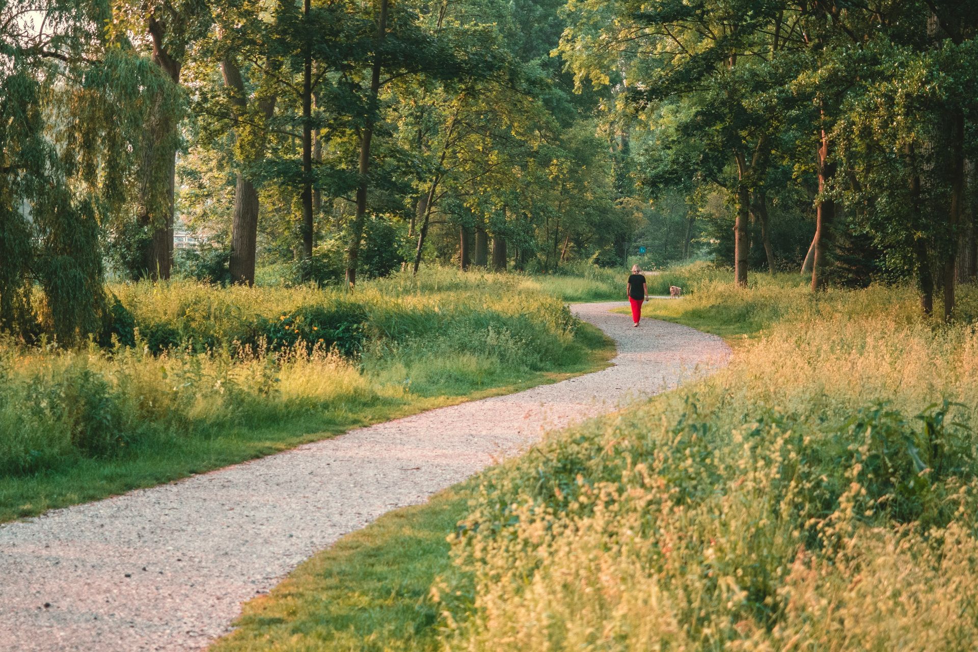 Person in red on a winding path through a sunlit forest meadow