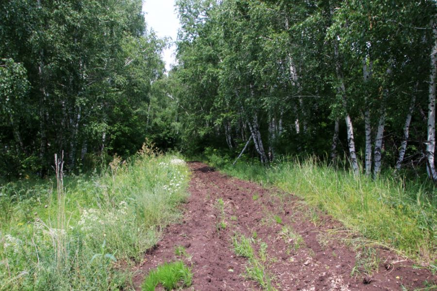 A Dirt Road in the Middle of a Forest Surrounded by Trees — STJ Earthmoving in Mareeba, QLD
