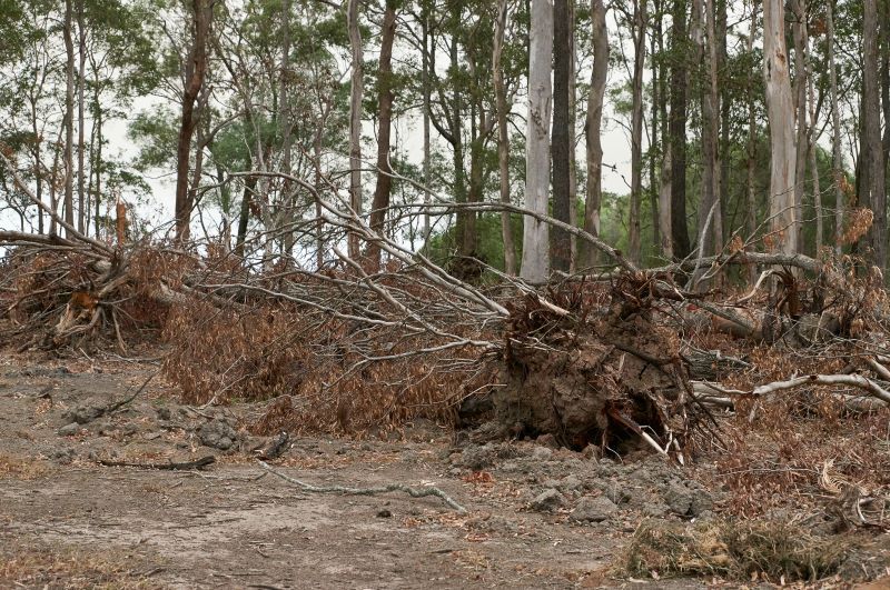 A Pile of Fallen Trees in the Middle of a Forest — STJ Earthmoving in Normanton, QLD