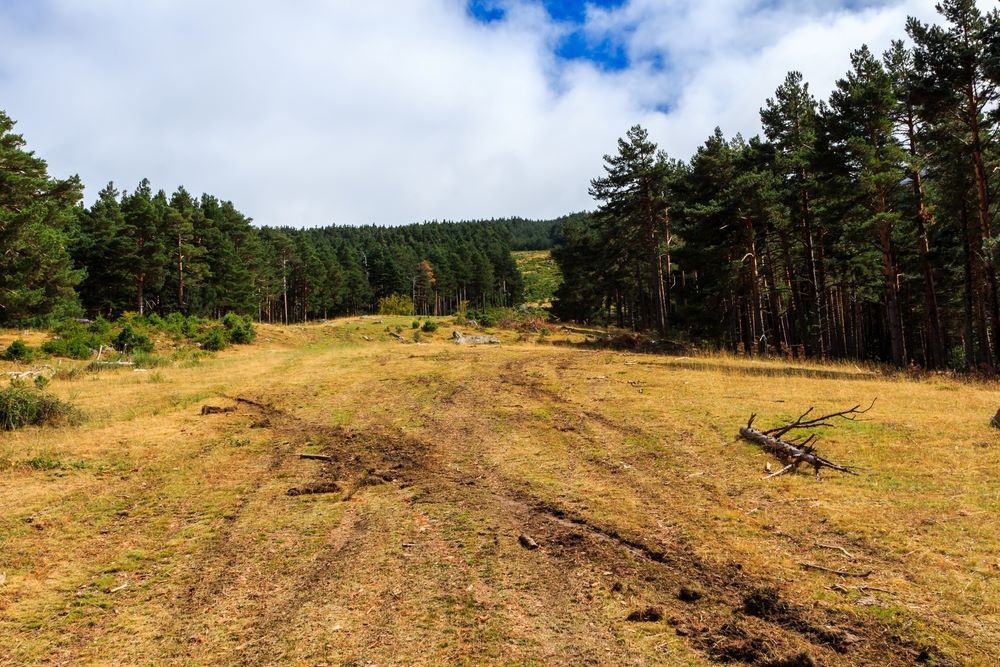 A Dirt Road Going Through a Field With Trees in the Background — STJ Earthmoving in Mareeba, QLD