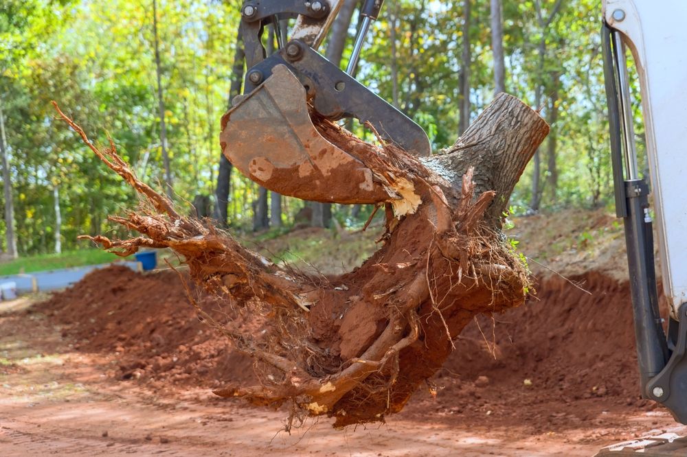 Excavator Lifting a Tree Stump and Roots Out of the Ground — STJ Earthmoving in Kuranda, QLD