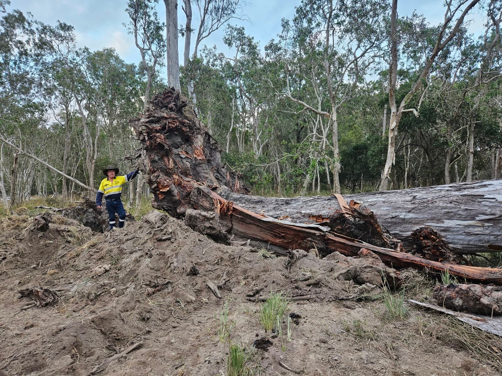 A River Surrounded by Trees and Grass on a Sunny Day — STJ Earthmoving in Mareeba, QLD
