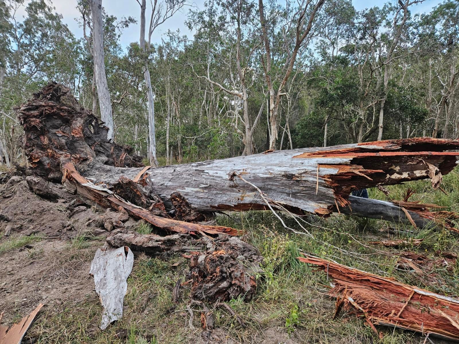 Fallen, Decaying Tree Trunk in a Grassy Area — STJ Earthmoving in Georgetown, QLD