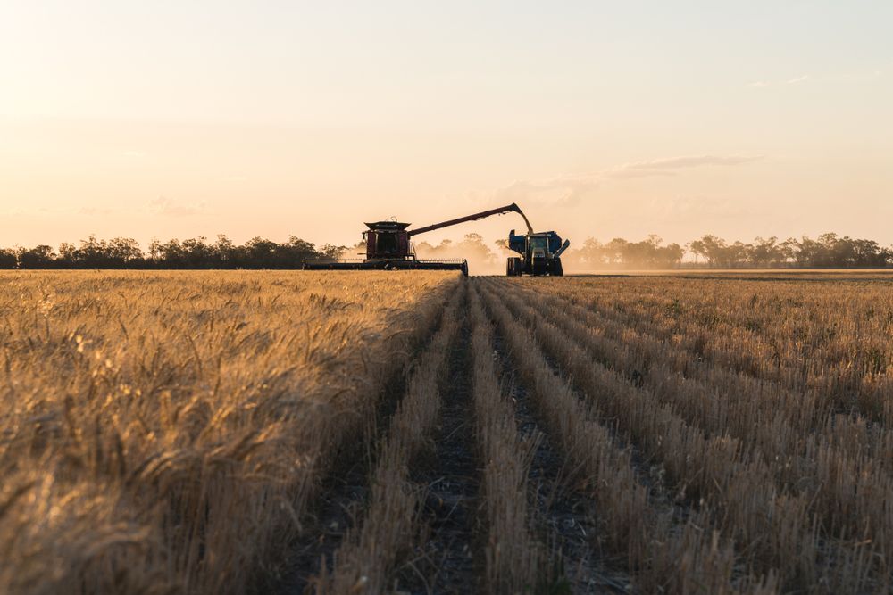 Combine Harvester Harvesting Wheat Field at Sunset — STJ Earthmoving in Mount Molloy, QLD