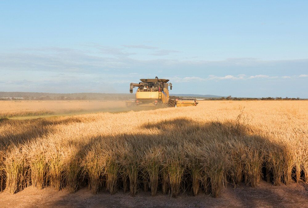 Combine Harvester in a Wheat Field Under a Blue Sky, Harvesting Crops — STJ Earthmoving in Lakeland, QLD