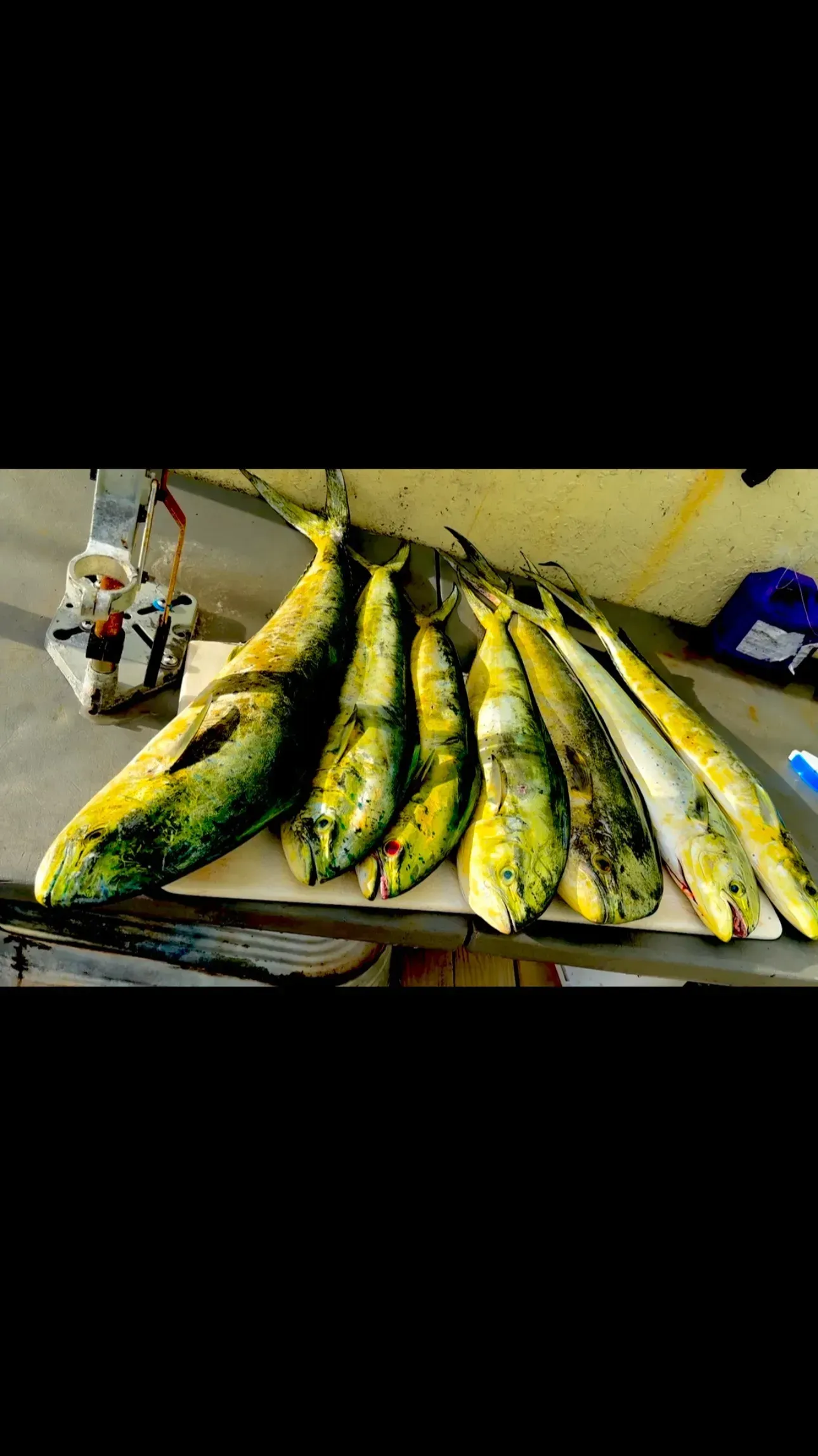 A bunch of fish are sitting on top of a table.