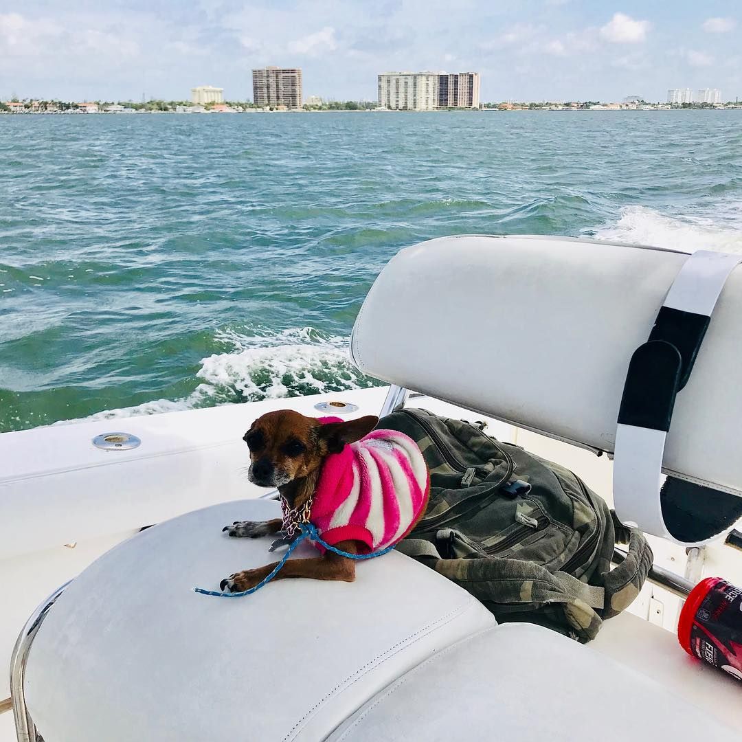 A small dog is sitting on the back of a boat