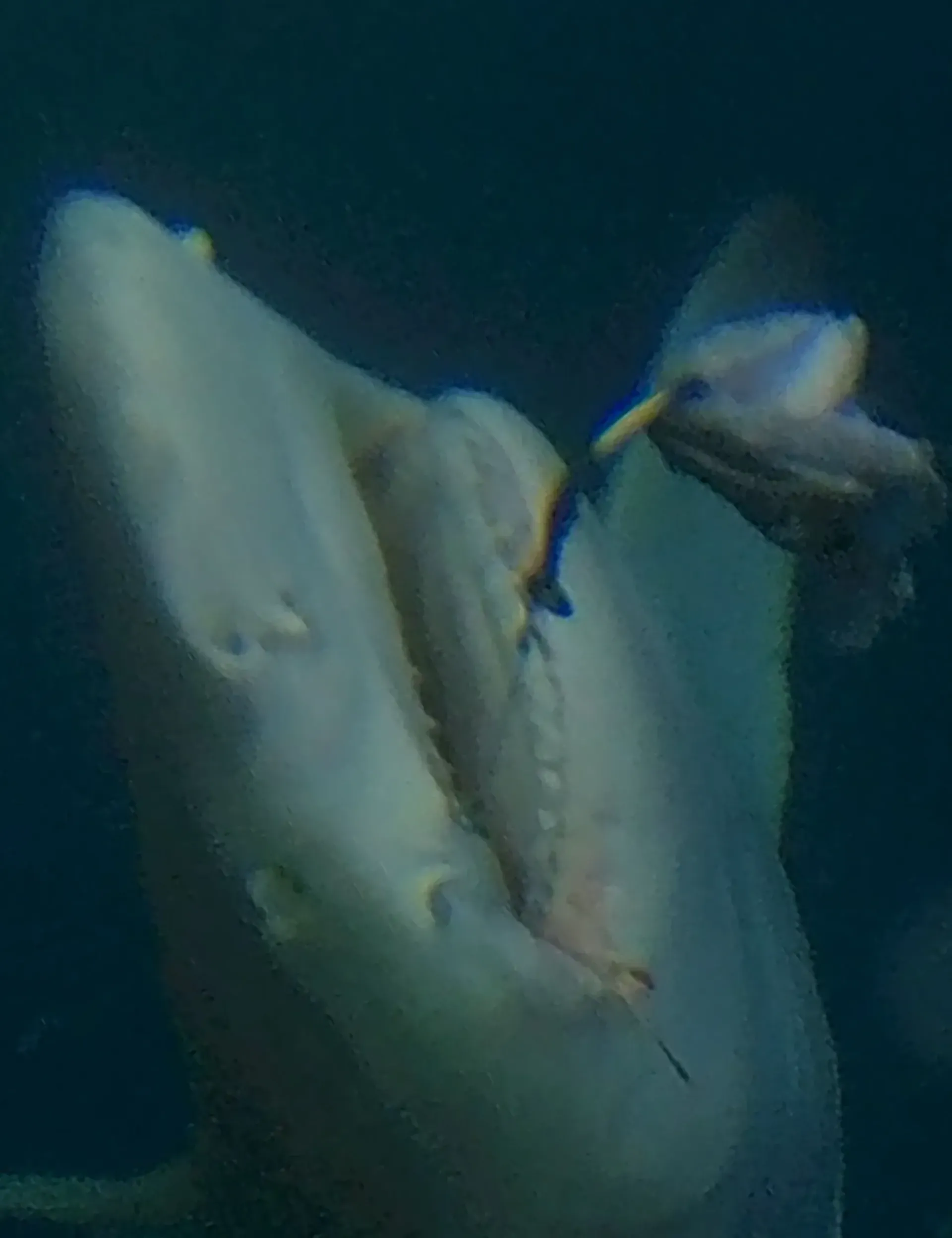 A stingray is swimming in the ocean with a fish in its mouth.