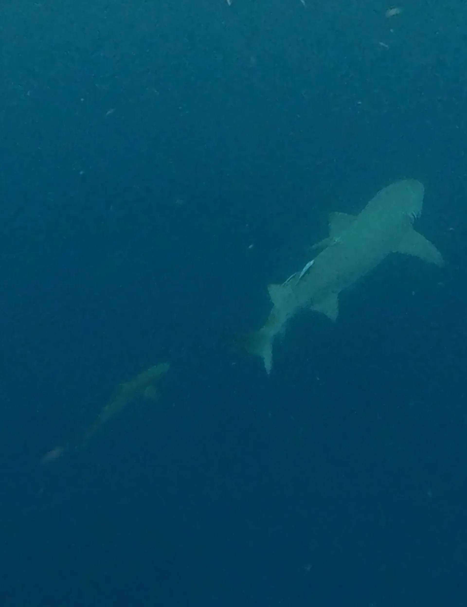 A couple of sharks are swimming in the ocean.