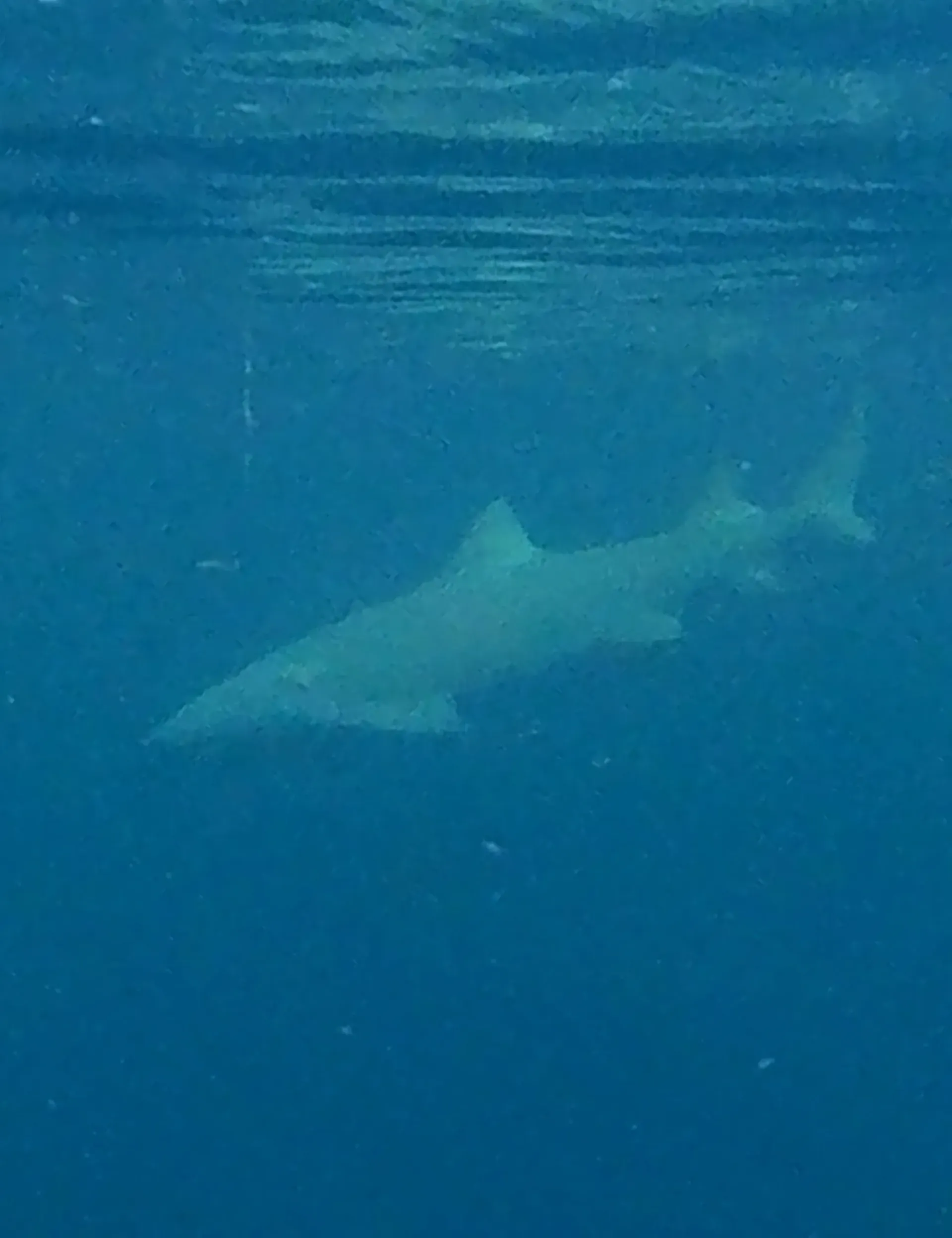 A shark is swimming in the ocean.
