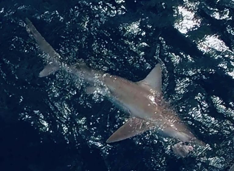 A large shark is swimming in the ocean