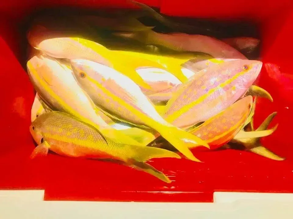 A bunch of fish are sitting in a red container.