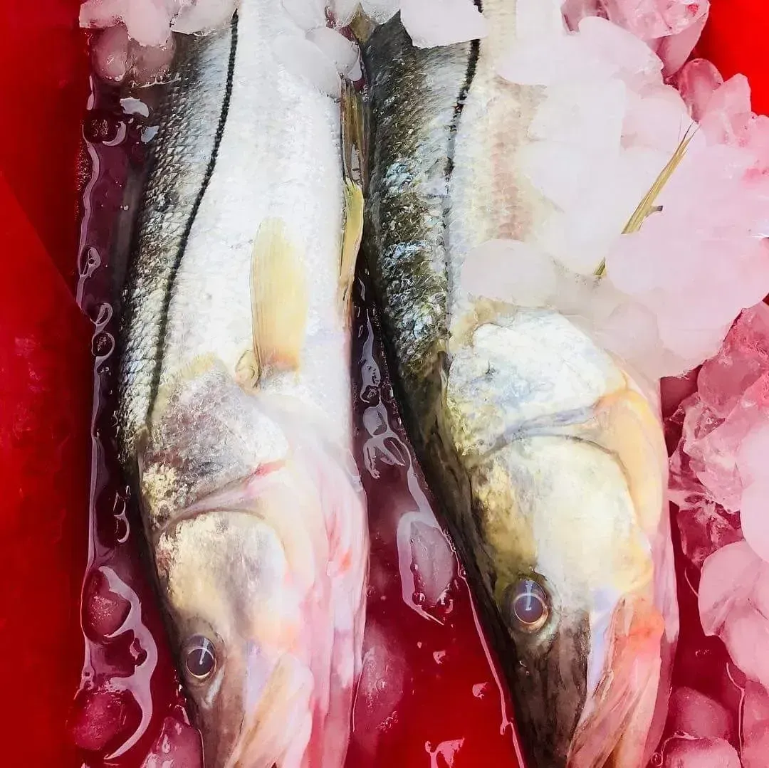 Two fish are sitting on ice in a red bowl