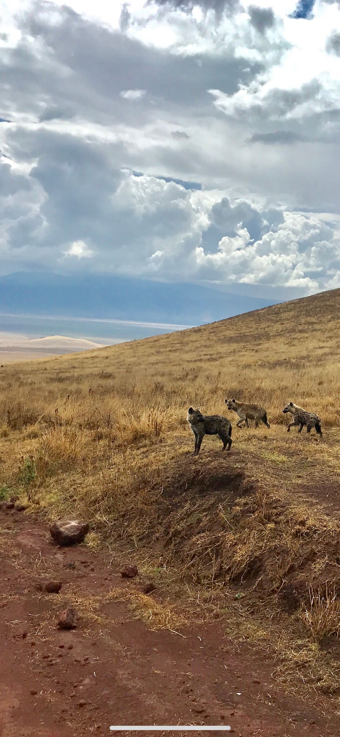 Hyenas