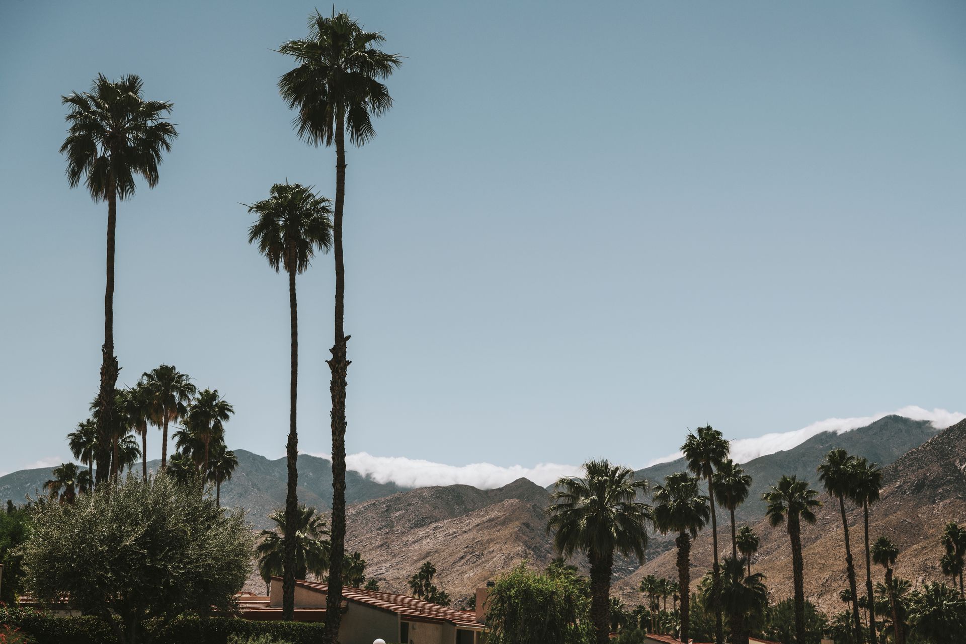 A row of palm trees in the desert with mountains in the background.