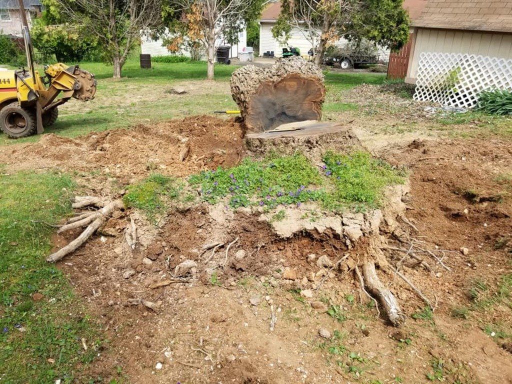 Tree Stump and Log