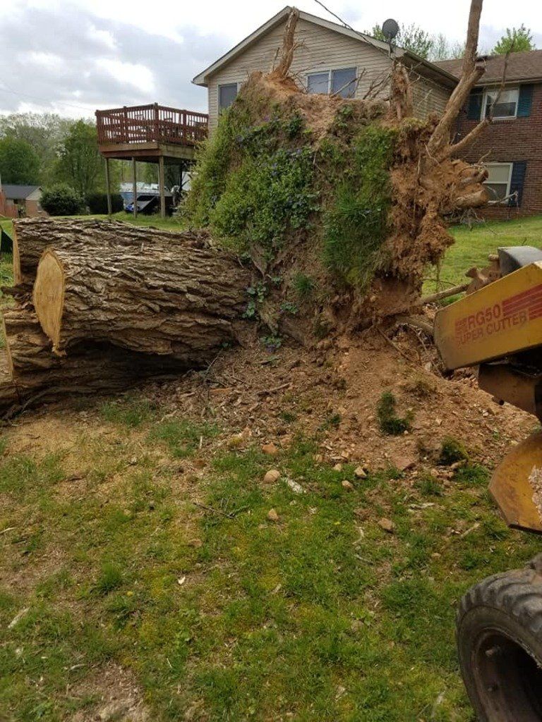 Big Tree Stump