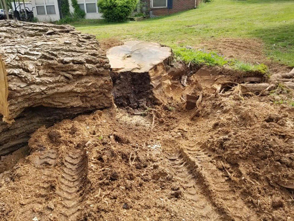 Tree Stump
