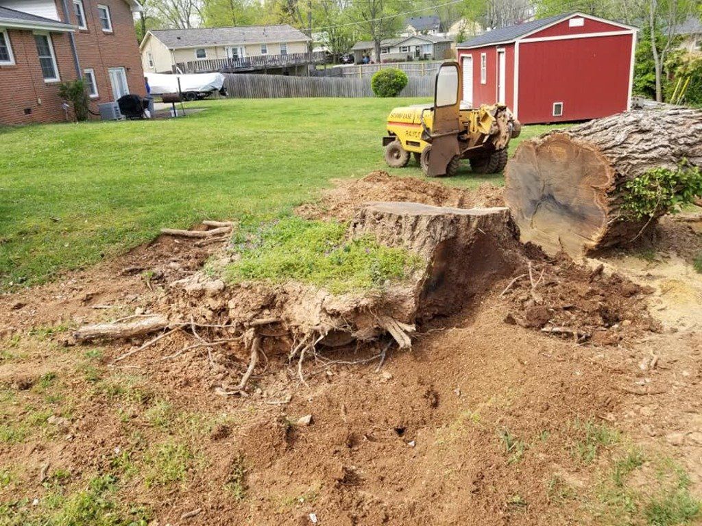 Stump and Log