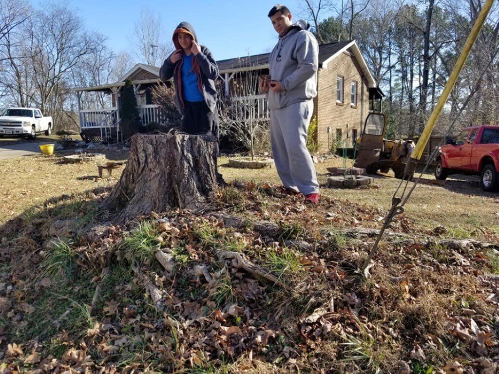 Before Stump Removal