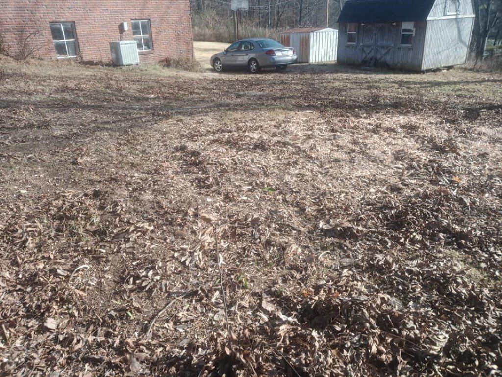 After Stump Grinding