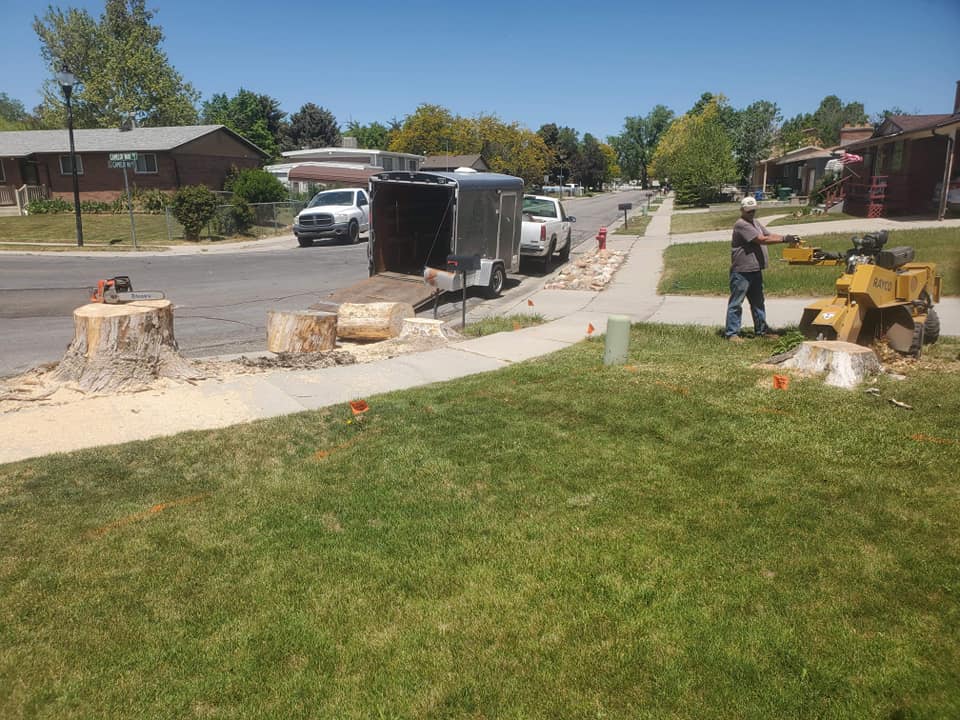 Stump Grinding and Tree Service - Salt Lake City, Utah